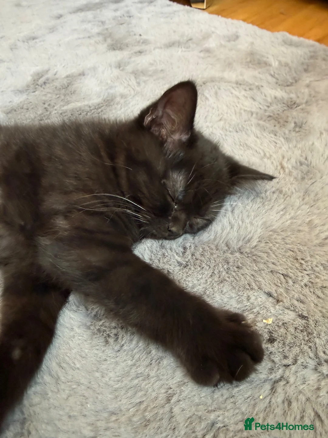 British Shorthair cats for sale: 🌟 British shorthair 🌟 - Advert 2
