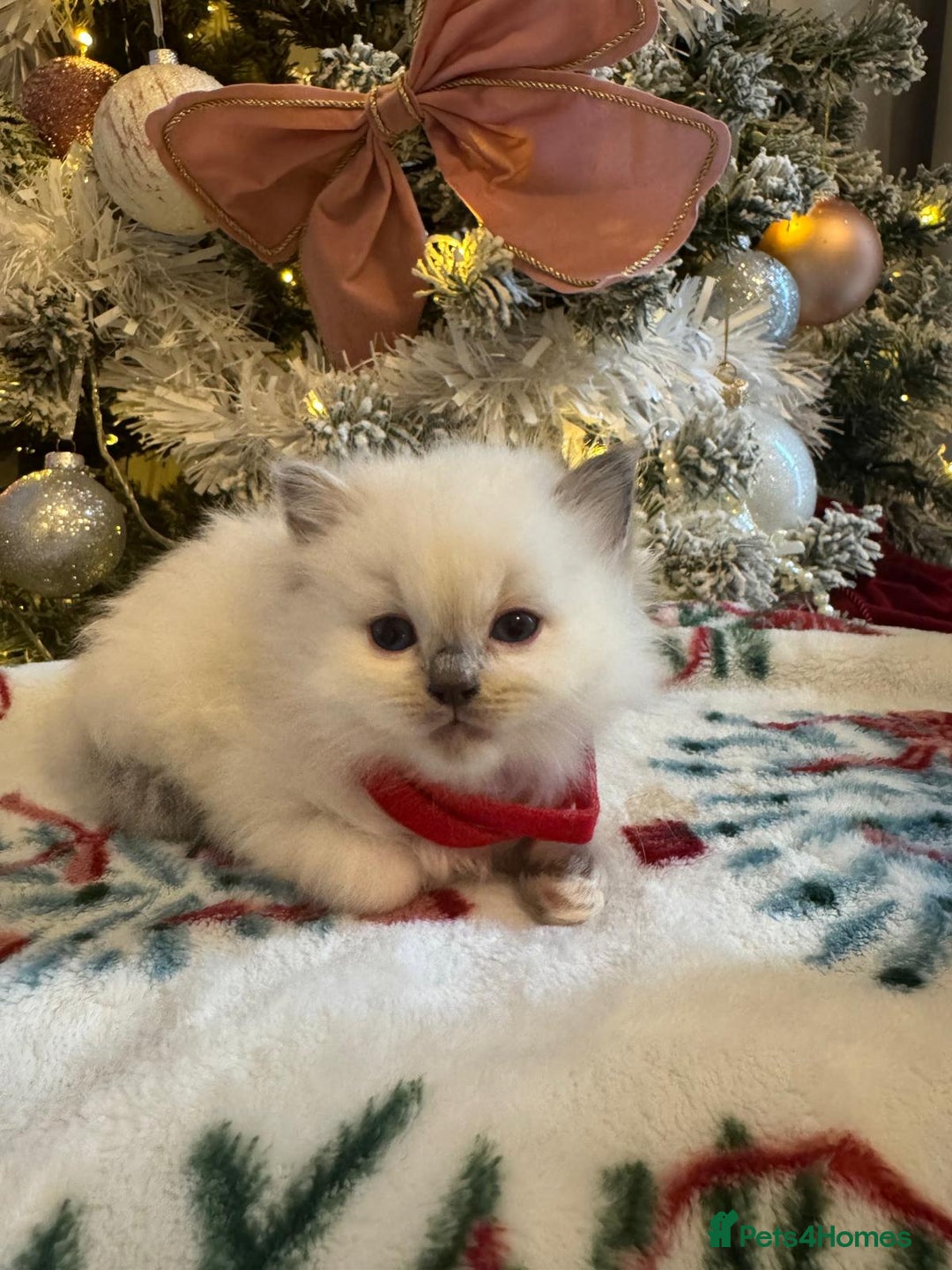 Ragdoll cats for sale: Purebred Ragdolls for sale - Advert 8