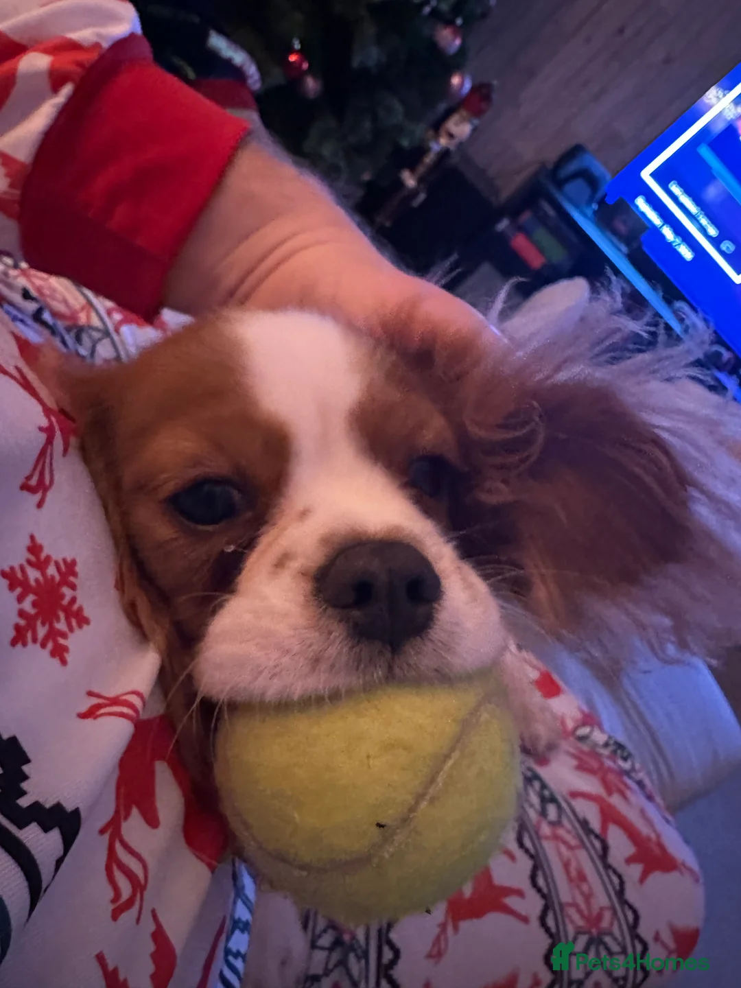 Cavalier King Charles Spaniel dogs for sale: 6 month old cavalier for sale  - Advert 5