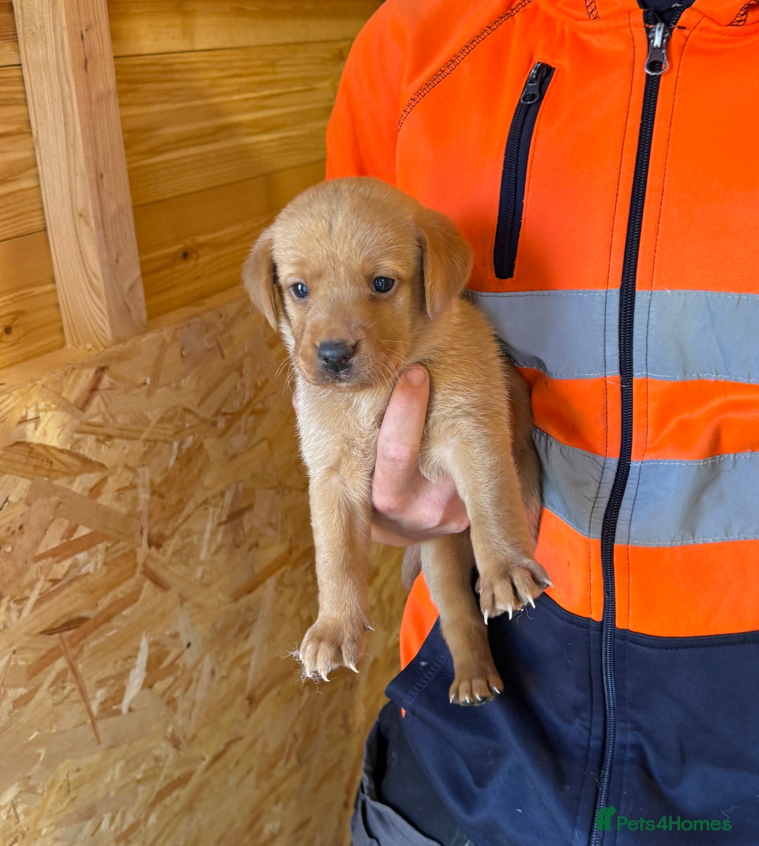 Labrador Retriever dogs for sale: Stunning kc registerd fox Red / Golders labradors  - Image 14