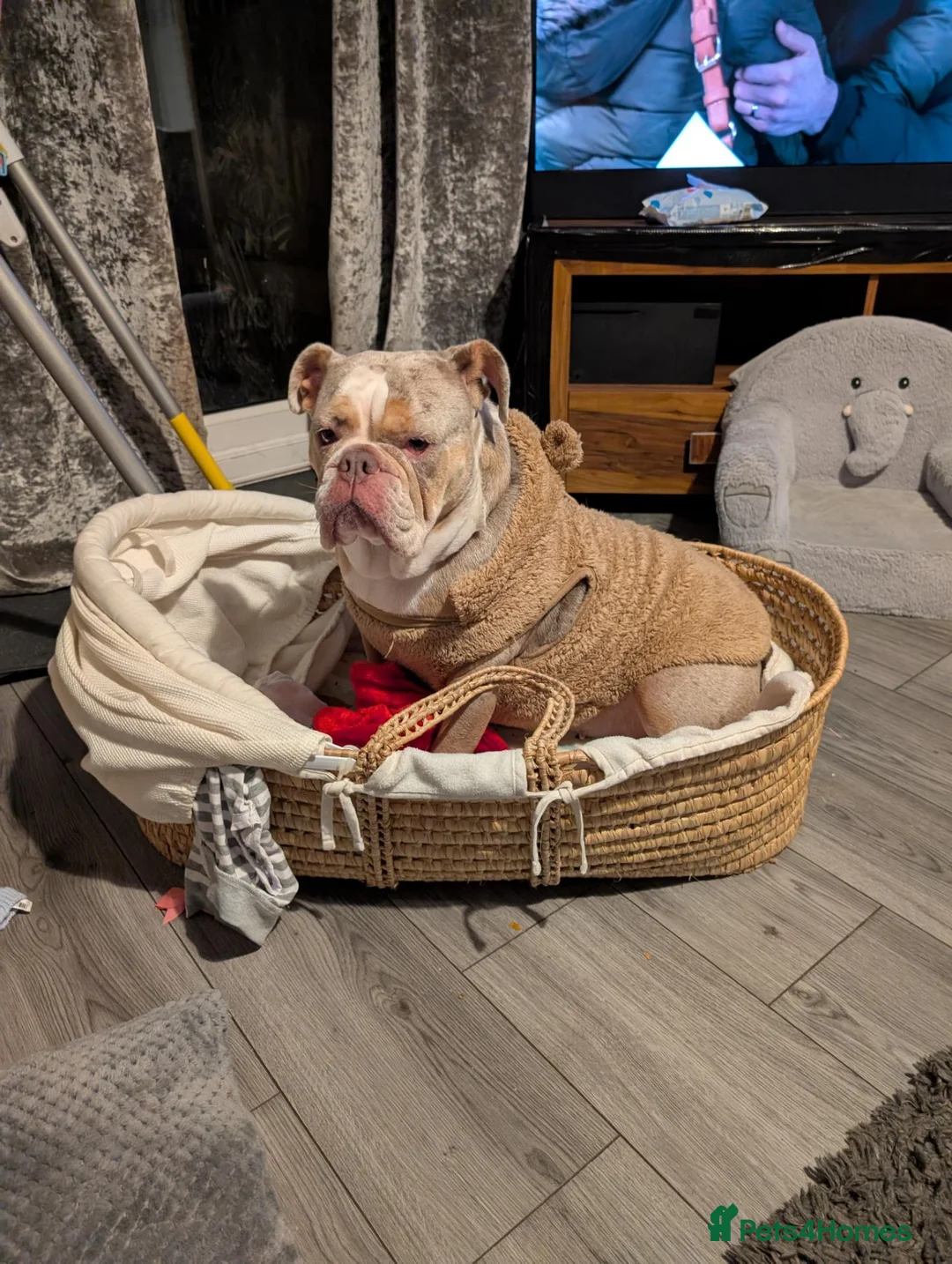 Mixed Breed dogs for sale: Bulldog for sale (Not XL) - Advert 2