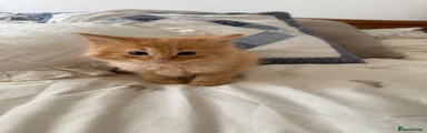 Norwegian Forest Cat Kitten 2
