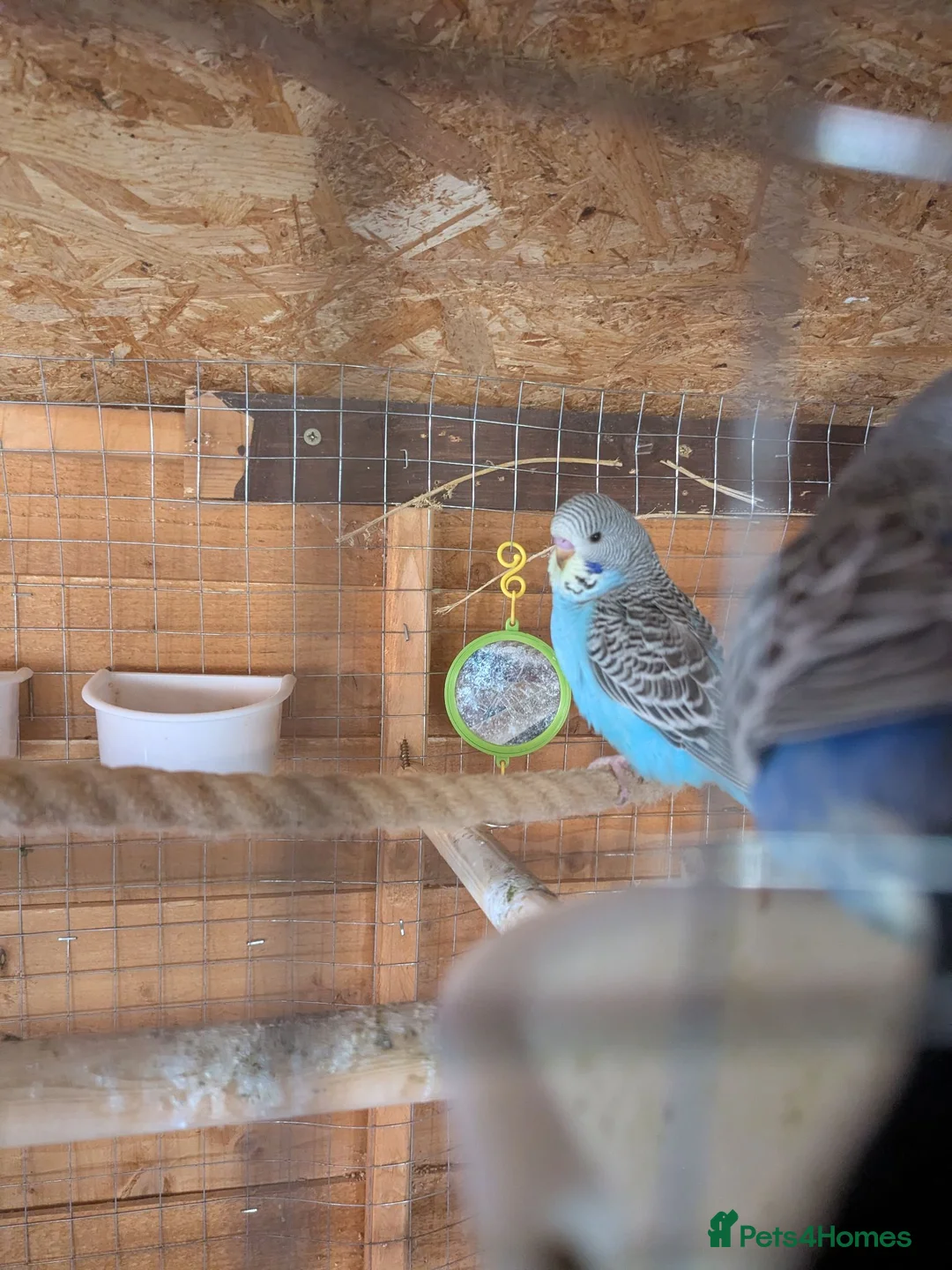 Budgerigars birds for sale: Budgies - Advert 18