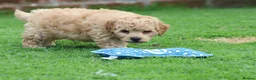 Poochon dogs for sale: Beautiful Poochon puppies for sale  - Advert 29