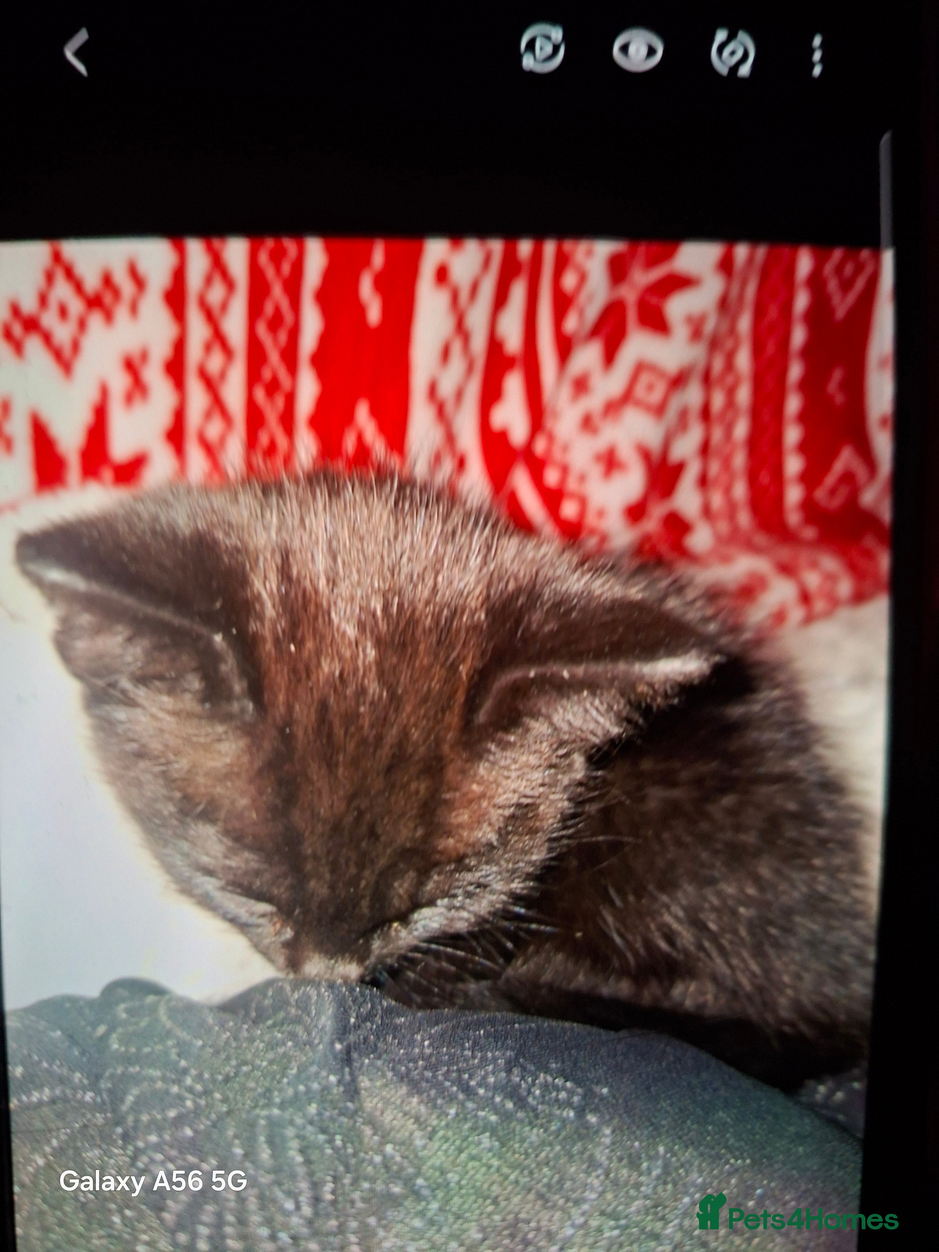 Domestic Shorthair cats Domestic shorthair  - Advert 2