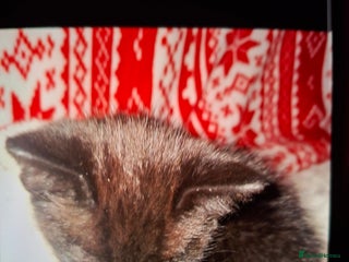 Domestic Shorthair cats Domestic shorthair - Advert 2