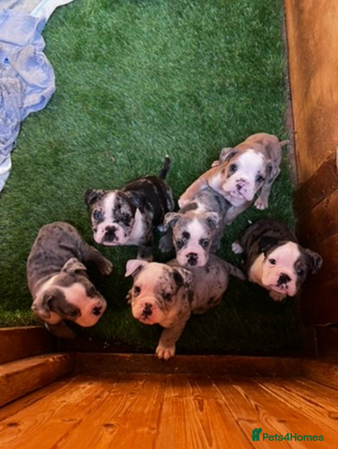 Olde English Bulldogge dogs for stud: THE DUKE, Health Clear and Proven  in Doncaster - Image 15