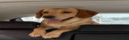 Cockerdor dogs for stud: Gorgeous cockerdor FOR STUD - Advert 2
