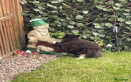 British Longhair cats for sale: 4 year old blind stick needs a new home - Advert 3