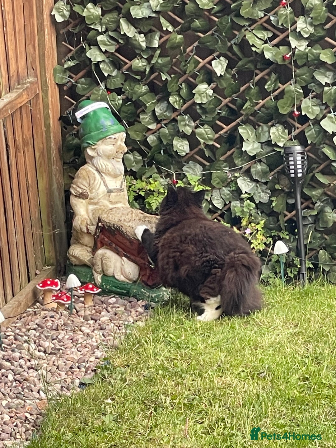 British Longhair cats for sale: 4 year old blind stick needs a new home - Advert 3