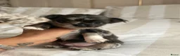 Chihuahua dogs for sale: Beautiful Longhair Chihuahuas  - Advert 27
