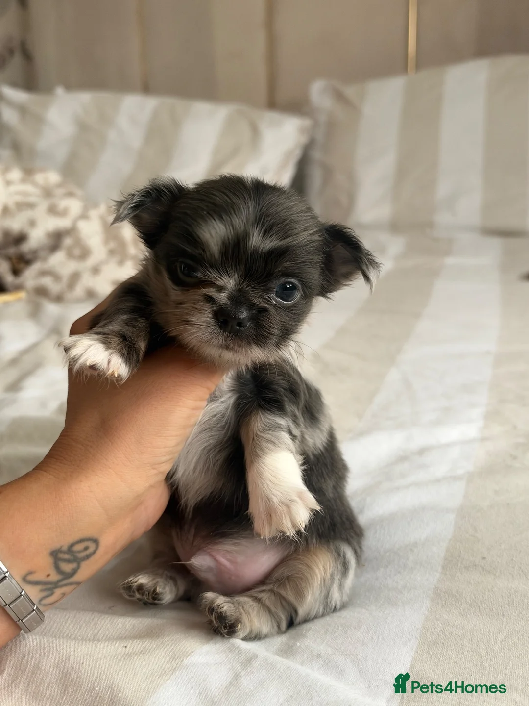 Chihuahua dogs for sale: Beautiful Longhair Chihuahuas  - Advert 27