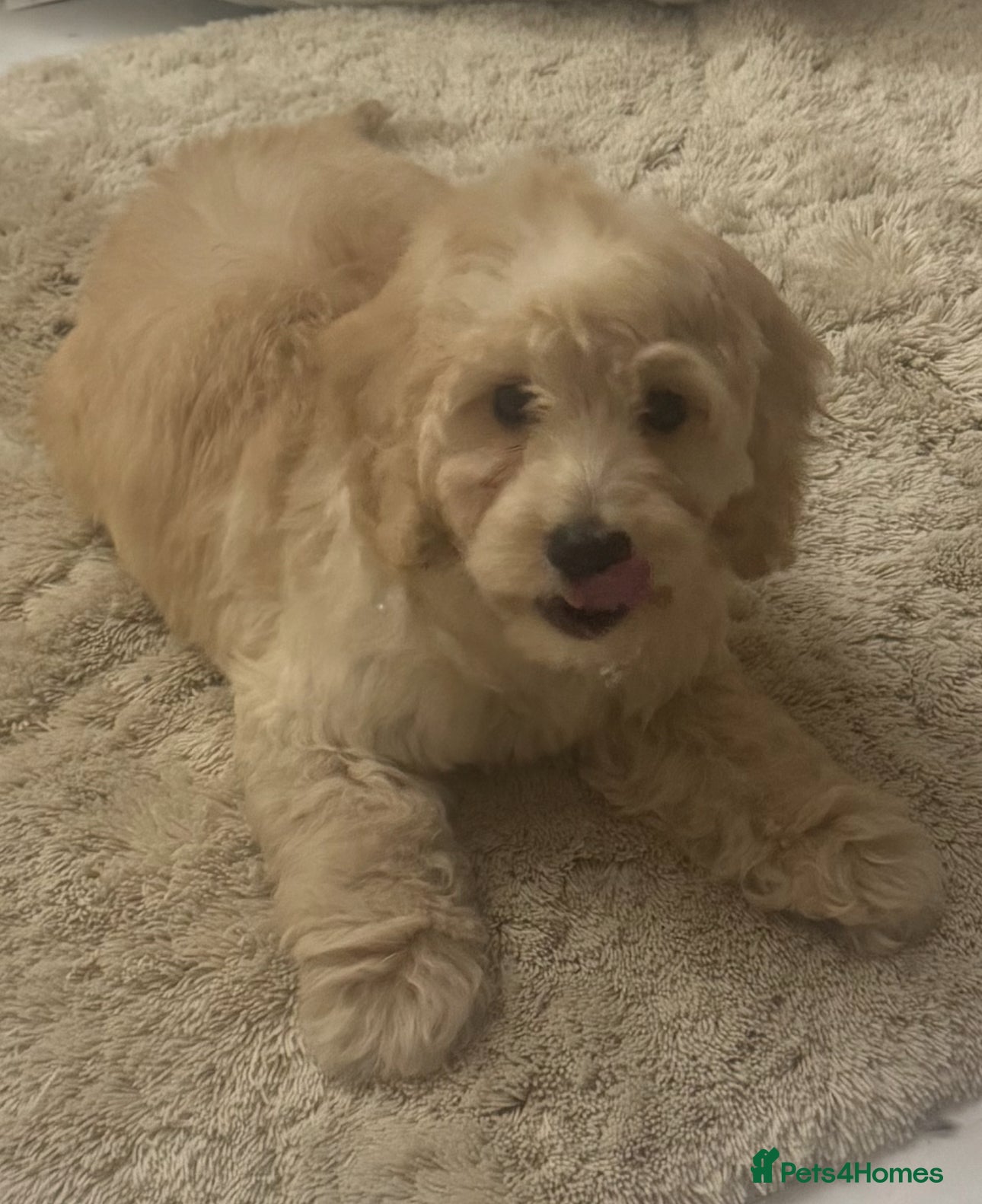 Cockapoo dogs Beautiful cockapoo puppy ready now xxx - Advert 9