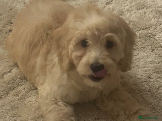 Cockapoo dogs Beautiful cockapoo puppy ready now xxx - Advert 18