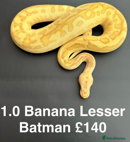 Python Snake reptiles - Advert 9