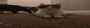 Maine Coon 2