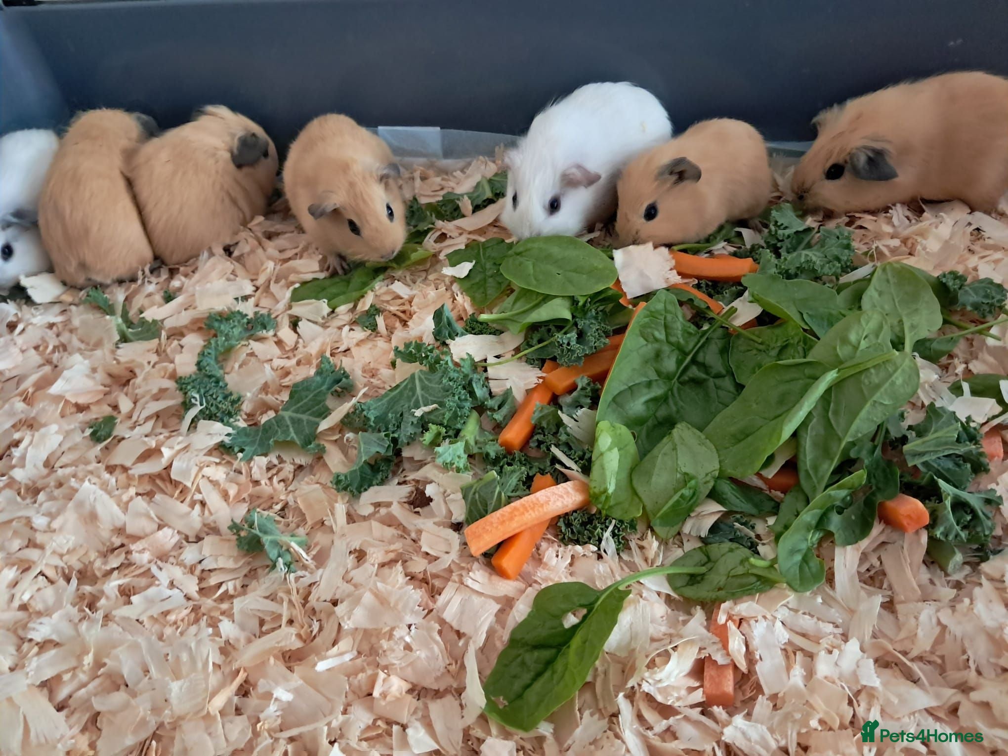 Guinea Pig rodents BABY CALIFORNIAN GUINEA PIGS - Advert 6