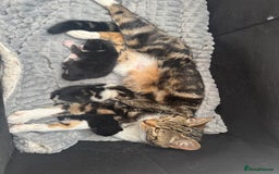 Mixed Breed cats for sale: 2 9 week old male cats  - Image 5