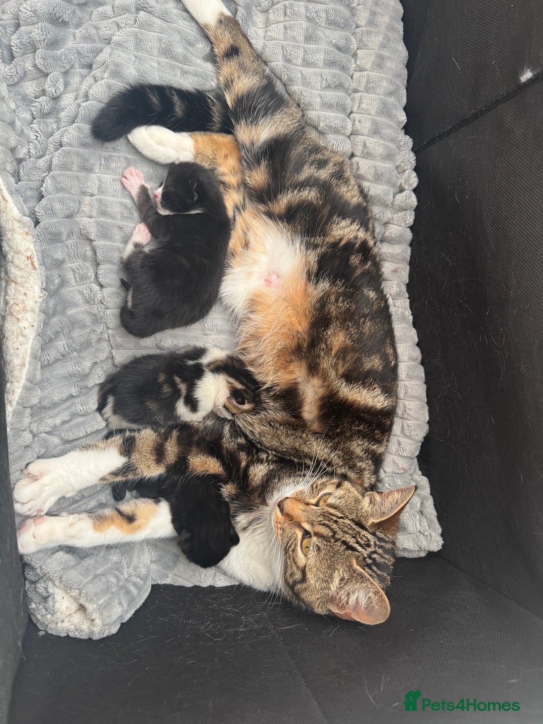 Mixed Breed cats for sale: 2 9 week old male cats  - Image 5