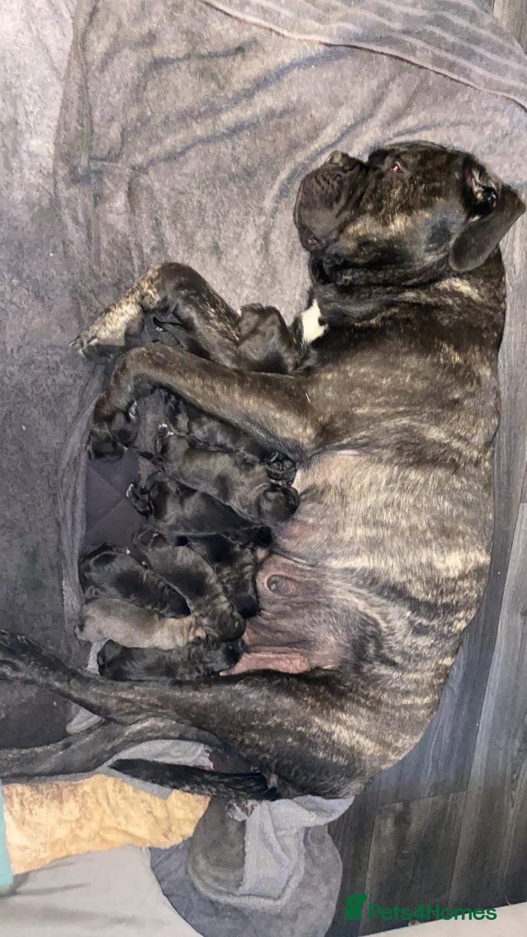 Cane Corso dogs for sale: Cane corso puppies  - Image 2
