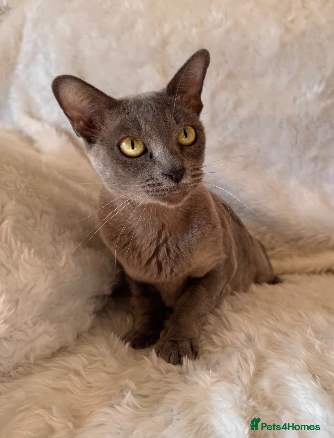 Burmese cats for sale: Beautiful Blue Burmese Girl - Advert 2