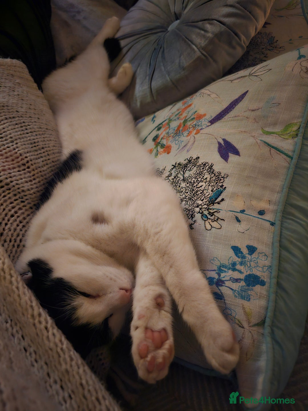 Domestic Shorthair cats for sale: Sevren - Advert 3