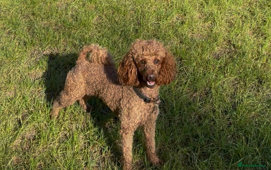 Miniature Poodle dogs DNA health tested miniature poodles - Advert 2