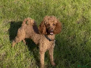 Miniature Poodle dogs DNA health tested miniature poodles - Advert 2