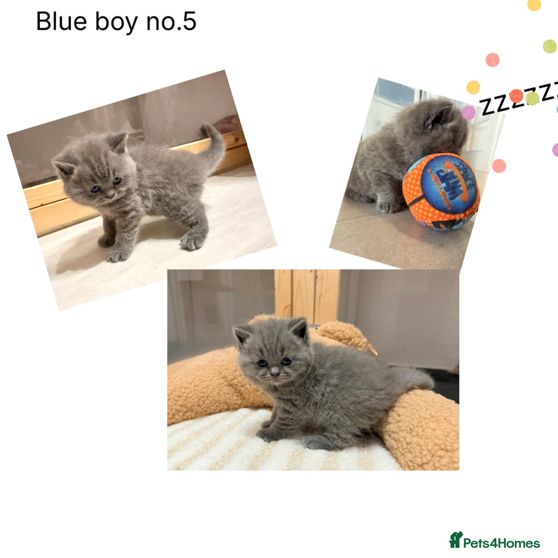 British Shorthair cats Gccf registered British shorthair kittens - Advert 2