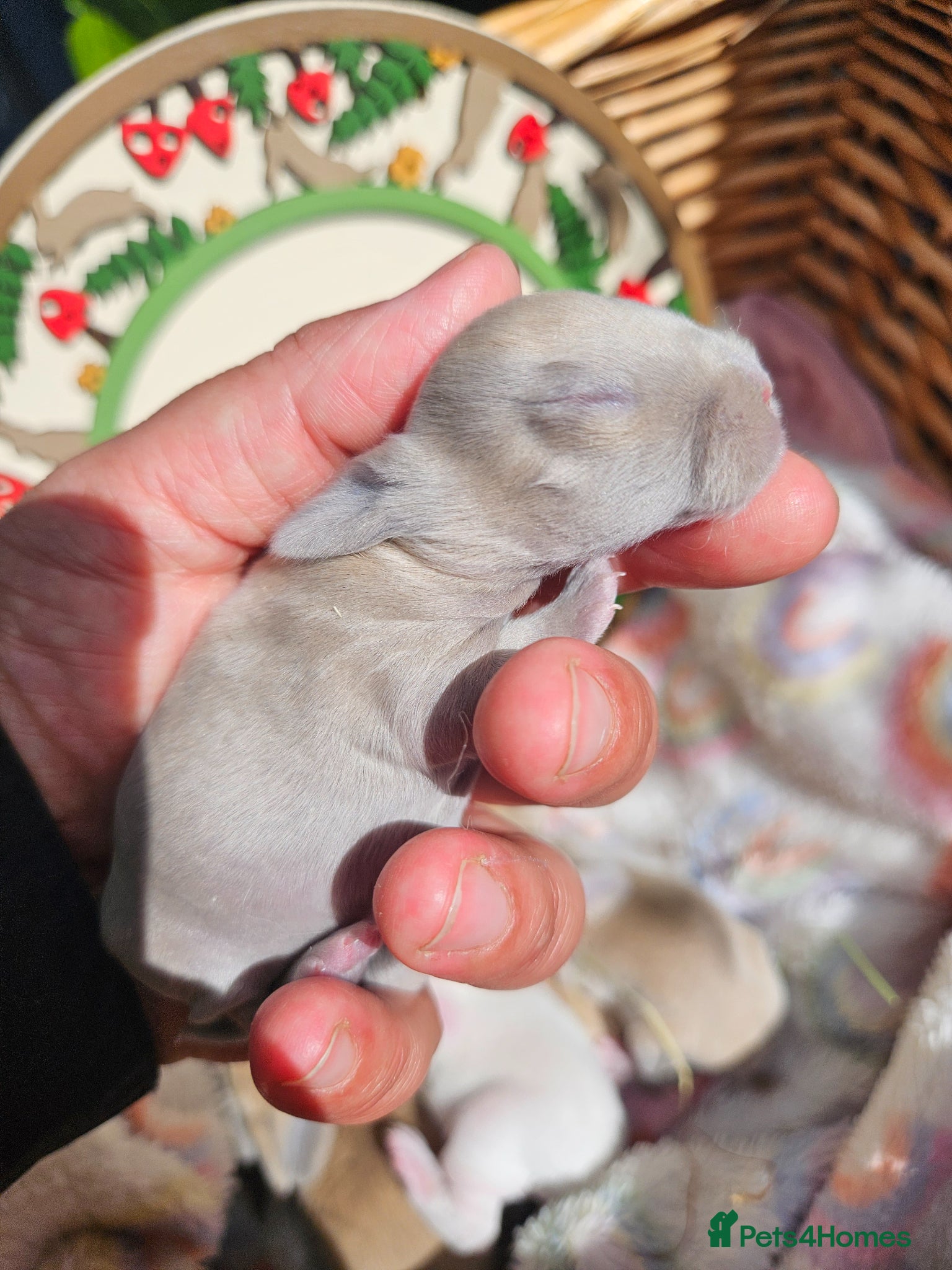 Mini Lop rabbits Mini Plush Lop Fairy Litter  - Suffolk - Advert 2