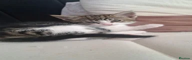 Kitten 7 GIRL