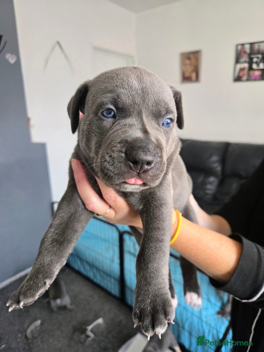 Mixed Breed dogs for sale: Staffy cross pups for sale  - Image 14