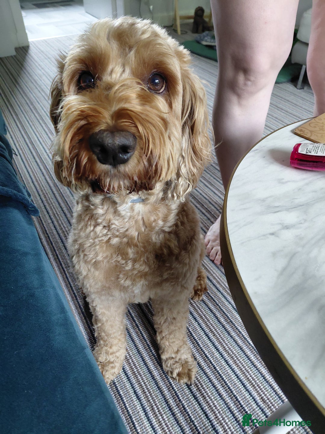 Cockapoo dogs for stud: Proven Cockapoo available for stud in Dalkeith - Image 7