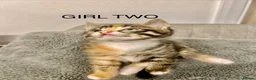 Mixed Breed cats for sale: Kittens 1/2 Maine coon. 8wks & ready to leave.  - Advert 3