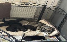 Mixed Breed dogs for sale: Labrador Cross Husky Girls  - Image 14