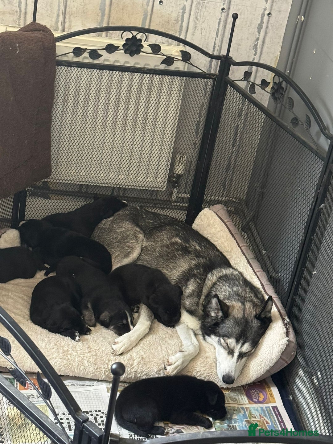 Mixed Breed dogs for sale: Labrador Cross Husky Girls  - Image 14