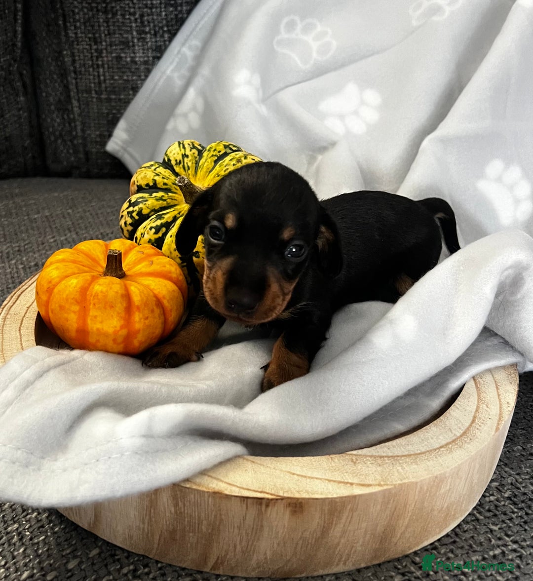 Miniature Dachshund dogs for sale: REDUCED One female stunning miniature dachshund - Advert 6