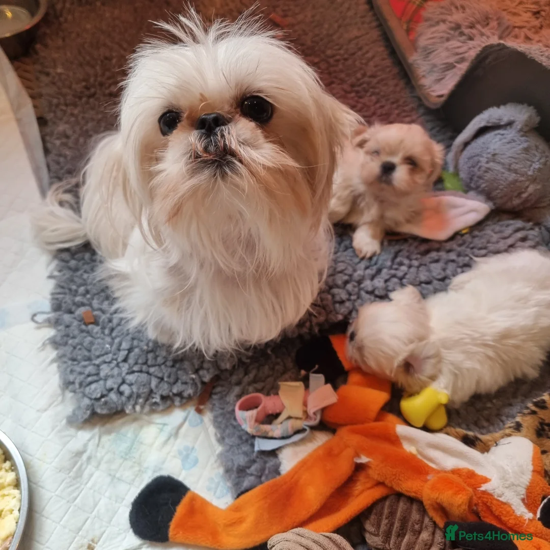 Shih Tzu dogs for sale: Kc stunning tiny pure white girl - Advert 14