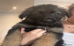 German Shepherd dogs for sale: *NOW REDUCED* German Shepherd Puppies in Grimsby - Image 19
