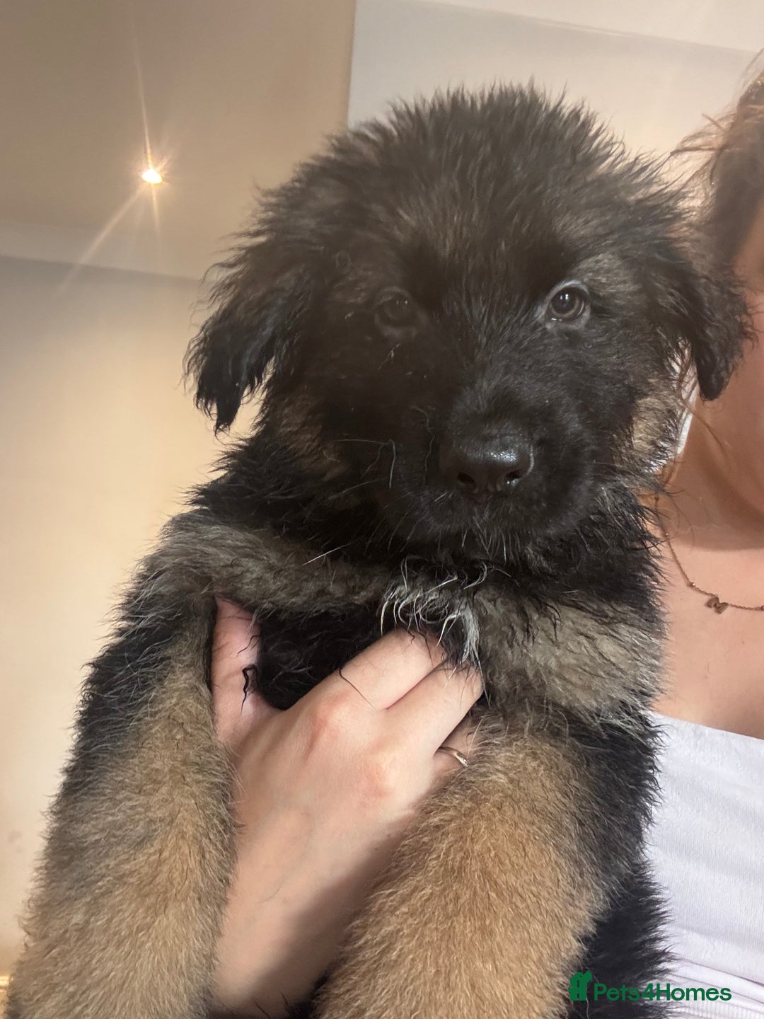 German Shepherd dogs for sale: *NOW REDUCED* German Shepherd Puppies in Grimsby - Image 19