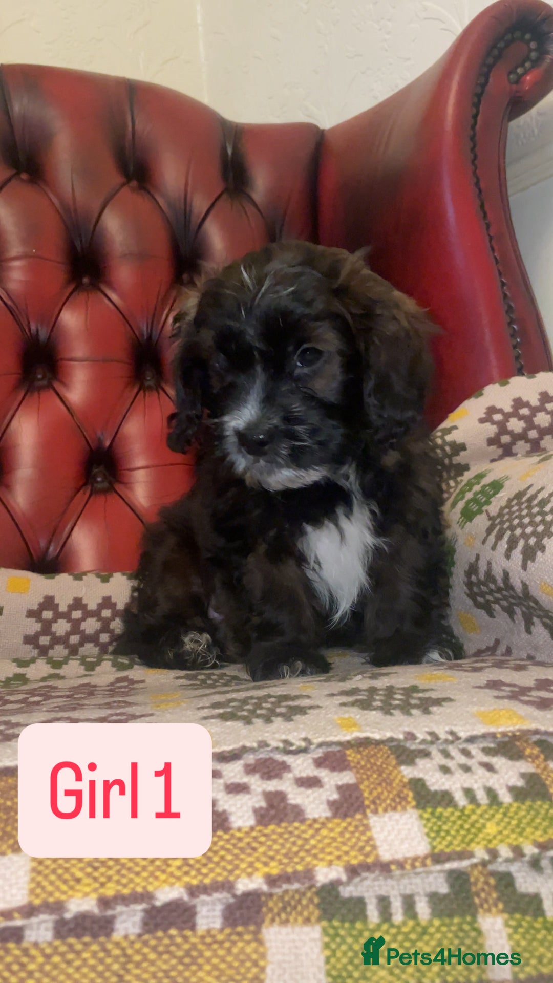 Shihpoo dogs for sale: 🐶 Beautiful Shihpoo Puppies for Sale - Advert 2