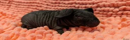Guinea Pig rodents for sale: Baby Skinny Pig Boy and Girl - Guinea Pigs in Rugby - Advert 3