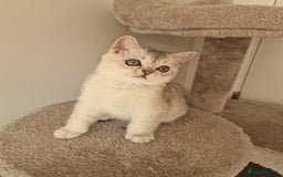 Scottish Fold cats for sale: Beautiful Scottish fold kittens - Image 7