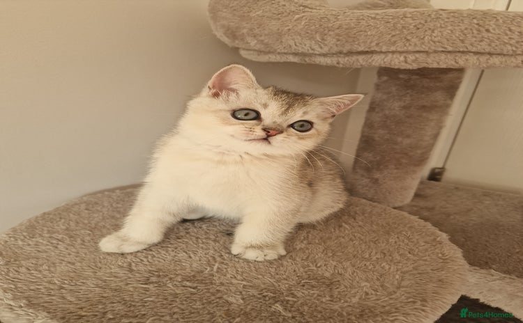 Scottish Fold cats - Advert 11