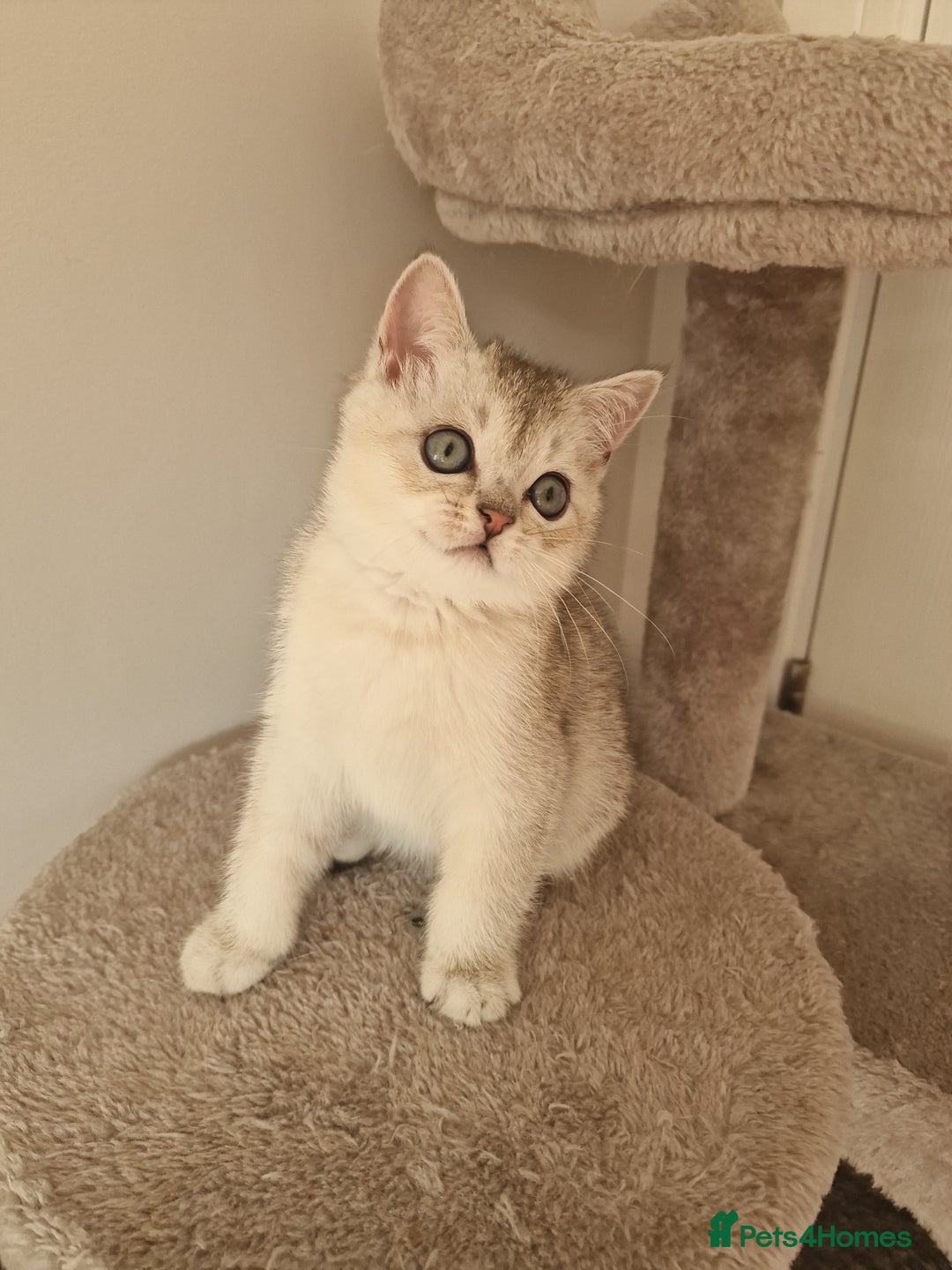Scottish Fold cats for sale: Beautiful Scottish fold kittens - Image 7