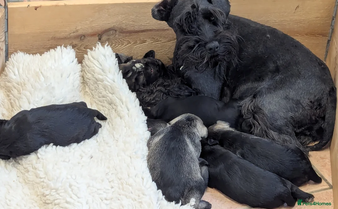 Miniature Schnauzer dogs for sale: KC reg'd,Health Tested Miniature Pups 5* Breeder - Advert 8
