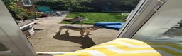 Mixed Breed dogs for adoption: Dawn for adoption in Bedford - Advert 6