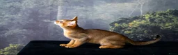 Abyssinian cats for sale: Caspian Boy - elegant, unique champion line🥇 - Advert 21