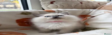 Ragdoll 4