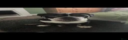 English Bulldog dogs for sale: English bulldog  in Sunderland - Advert 2